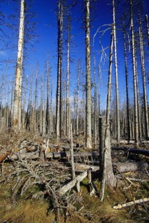 Nature, environment, forest dying, Bavaria, Germany, Saurer Regen, Nature, dead Wood, Bavaria,