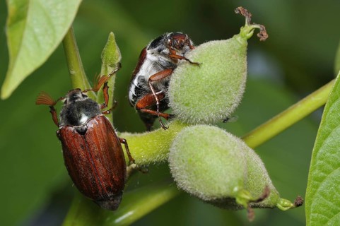 Animals, insects, May beetles, beetles, Melolantha melolantha, two