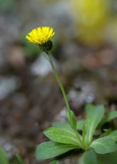 Asteraceae, European hawkweed, hawkweed, hieracium lactucella, daisy, pilosella lactucella, flora,