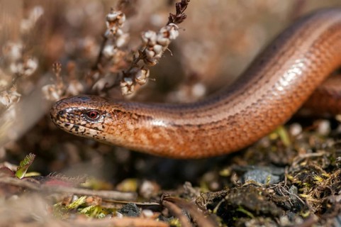 Anguis fragilis, slow worm, western slow worm, blindworm, critters, deaf adder, lizards, hazelworm,