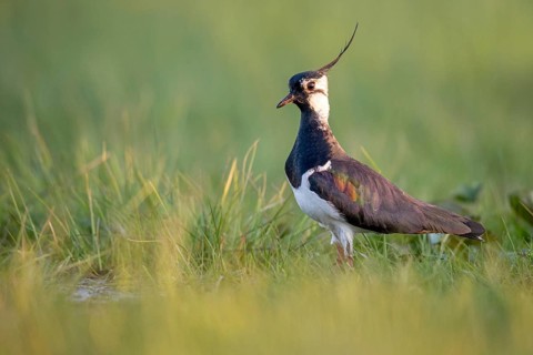 Northern Lapwing (Vanellus vanellus) in a wet meadow, Dümmer, Lembruch, Lower Saxony, Germany