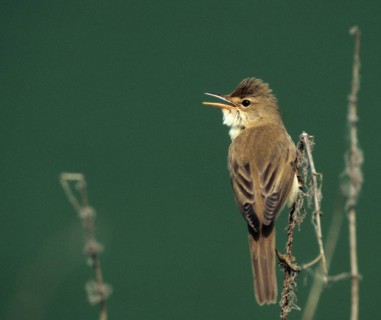 Acrocephalus palustris, marsh warbler, birds, song, leo, male, passeri, singing, songbirds, birds,