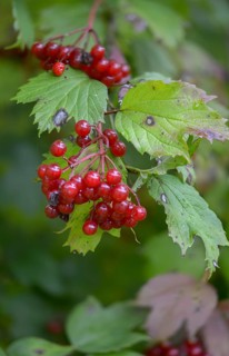 Viburnum opulus, high size, portrait format