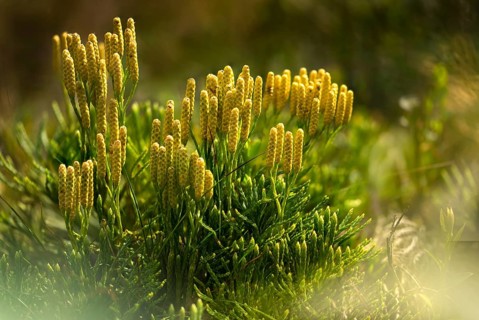 Bearlobe family, Diphasiastrum complanatum, flatbear lobe, common flatbear lobe, Lycopodiaceae,