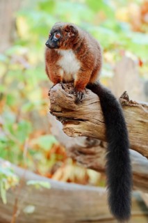 Red-bellied lemur (Eulemur rubriventer), female, captive, found in Madagascar