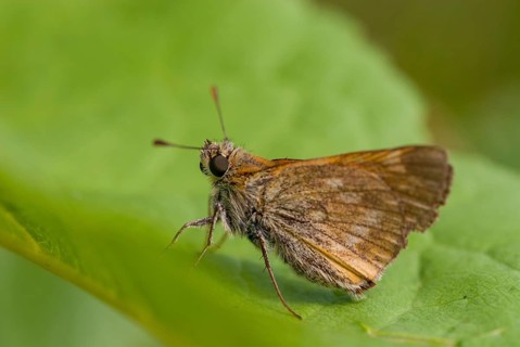 Ochlodes sylvanus, ochlodes venatus, rust-spotted thighead, butterfly, thighead, insects,