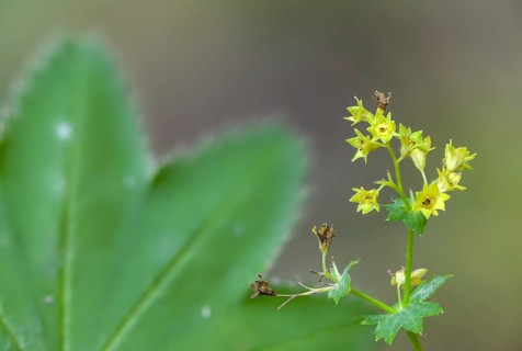 Alchemilla vulgaris, lady's mantle, common lady's mantle, lady's mantle, rosaceae, rose family,