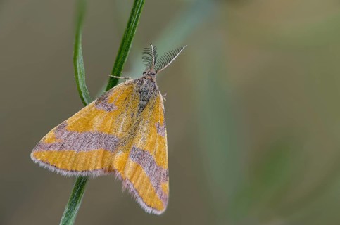 Ampfer-purpurpurspanner, Brandenburg, Germany, Lythria Cruentaria, Nabu, Nabu project, national