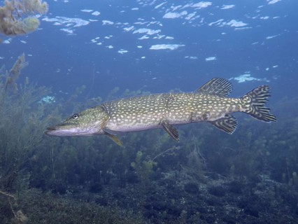 Close-up of a pike (Esox lucius) in blue water, surrounded by underwater plants, at the Parkhaus