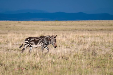 Cape Mountain Zebra (Equus zebra zebra), adult animal, Mountain Zebra National Park, Eastern Cape,