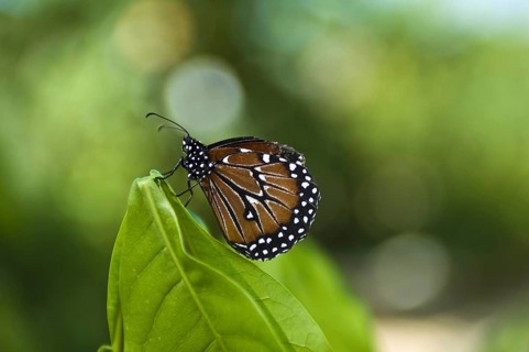 Butterfly Farm Bonaire