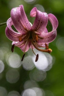 Martagon lily (Lilium martagon), Emsland, Lower Saxony, Germany