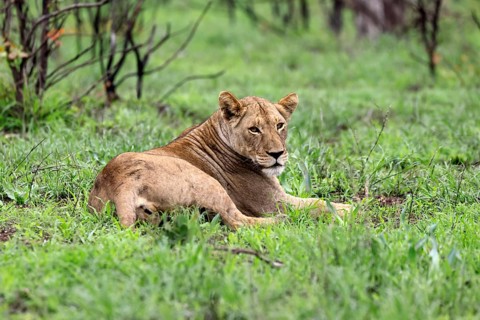 Lion (Panthera leo), adult, female, lying down, on the ground, alert, Kruger National Park, South
