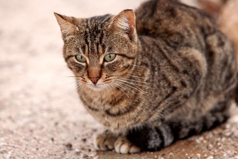 Tabby cat sitting attentively on light ground in the wild, Cyprus