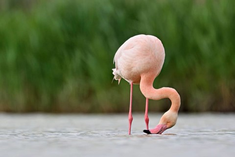 A greater flamingo (Phoenicopterus roseus), standing in the water whilst foraging, Camargue