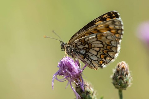 Common butterflies, heath fritillary, melitaea athalia, quail wheat moth, butterfly, insects,