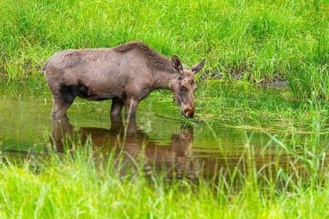Eurasian elk (Alces alces) standing in a little swamp in early summer, Bavarian Forest, Bavaria,