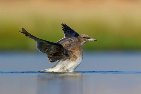 Hemprich's Gull, (Ichthyaetus hemprichii), (Larus hemprichii), Fish Eagle Gull Salalah, Raysut,
