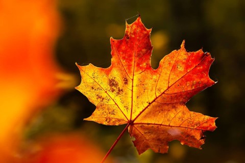 Acer platanoides, aceraceae, maple family, autumn colors, Norway maple, pointed maple, pointed