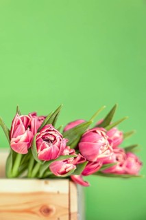 Spring vertical composition on green background of pink flowers mini tulips in wooden box with