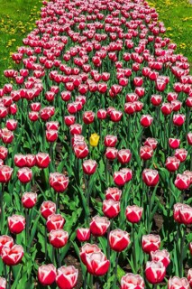 Yellow Tulipa - Tulip flower in bed of red and white 'Canadiana' - Triumph Tulips and yellow