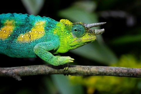 Three-horned chameleon (Trioceros jacksonii), male, Bwindi Impenetrable Forest National Park,