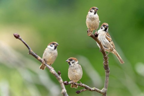 Tree Sparrow, Passer Montanus, Sparrow, Tree Sparrow, Birds, Passeri, Songbirds, Sparrow, Sparrow,