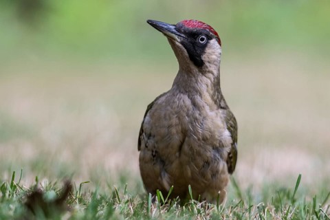 Green Woodpecker (Picus viridis), Emsland, Lower Saxony, Germany