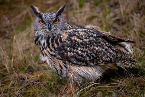 Bubo Bubo, Eagle Owl, Eagle Owl, Birds, Owls, Strigiformes, Birds