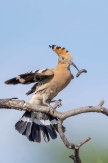 Hoopoe (Upupa epops), perched on a branch with food in its beak, Lower Austria, Austria