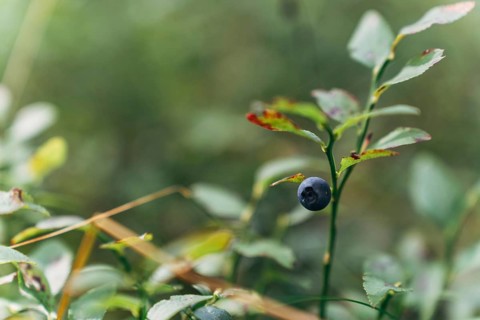 A close view of a wild blueberry (Vaccinium myrtillus) shows a single ripe dark blue berry on a