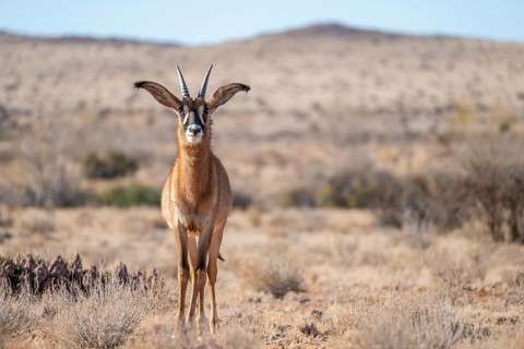 Juvenile roan antelope (Hippotragus equinus) standing in the grasslands, South Africa