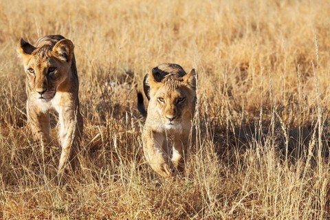 Lion (Panthera leo). Different aged cubs. Kalahari Desert, Kgalagadi Transfrontier Park, South