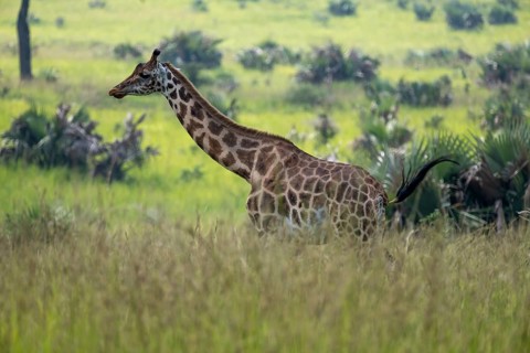A Rothschild's giraffe (Giraffa camelopardalis rothschildi) runs through the grass, Murchison Falls
