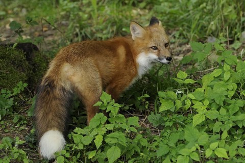 Fox standing in herbaceous plants, Sauerland North Rhine-Westphalia