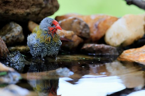 Melba's Bunting (Pytilia melba), adult male, in the water, bathing, Kruger National Park, South
