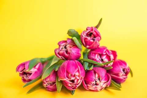 Fresh spring pink mini tulips bouquet on yellow background