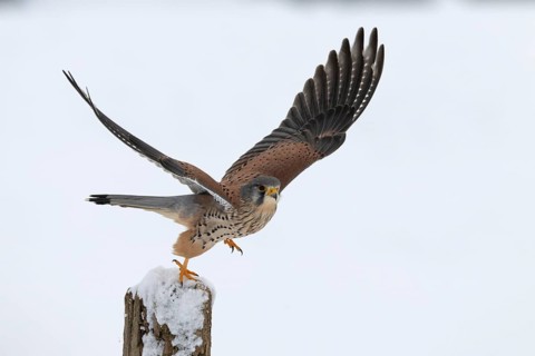 Kestrel (Falco tinnunculus) in the snow, Bitburg, Rhineland-Palatinate, Germany