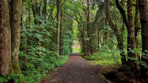 A quiet trail runs through dense forest, surrounded by tall trees and lush greenery, hiking in the