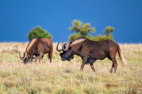 White-tailed wildebeest (Connochaetes gnou), adult, Mountain Zebra National Park, Eastern Cape,