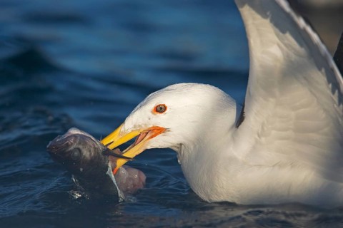 Manted gull devours a fish. Greater black-backed gull eating a fish. Flatanger. Norway