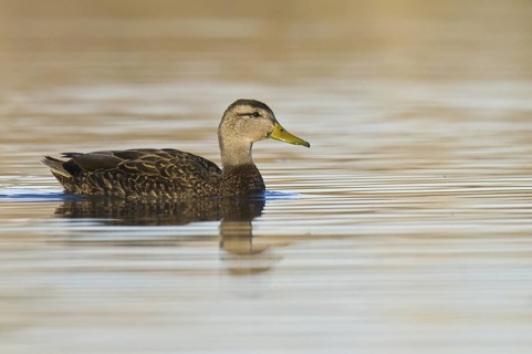 Mexican Duck (Anas diazi), Arizona, USA