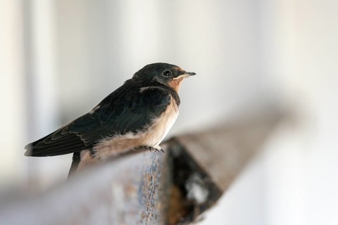 Hirundo rustica, barn swallow, birds, young bird, juvenile, passeri, swallows, songbirds, birds
