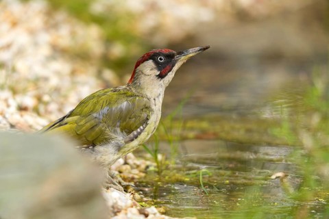 Green woodpecker, green woodpecker, picus viridis, bath, bird bath, birds, piciformes, woodpeckers,