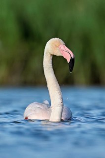 A greater flamingo (Phoenicopterus roseus) swimming in a pond, Camargue Regional Nature Park,