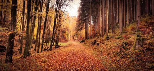 A forest trail covered by foliage, flanked by tall trees in an autumnal atmosphere, Veldensteiner