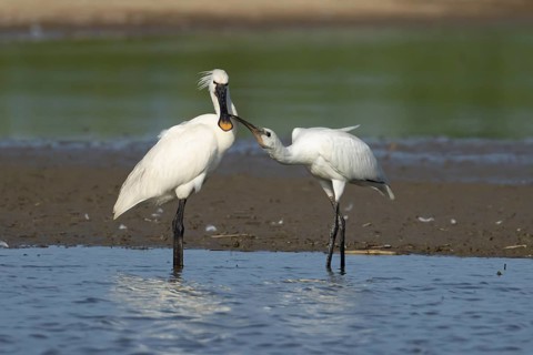 Eurasian spoonbill (Platalea leucorodia) adult bird with a juvenile bird begging for food in a