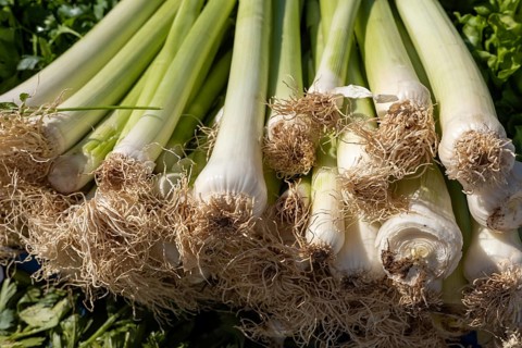 Fresh leeks with roots attached, arranged in a bunch showing greens and whites