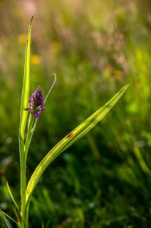 Dactylorhiza incarnata, flesh-colored orchid, orchidaceae, orchids, orchid family, stiff-leaf