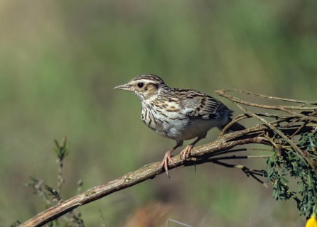Woodlark, Lullula Arborea, Woodlark, Birds, Larks, Passeri, Songbirds, Birds